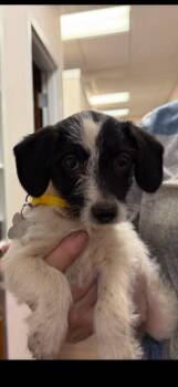 Bebe -  Terrier and Dachshund Dog for Adoption in Holly Springs, North Carolina - Bebe | PetCurious