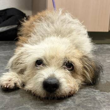 Cookie -  Terrier and Mixed Breed Dog for Adoption in Evensville, Tennessee - Cookie | PetCurious