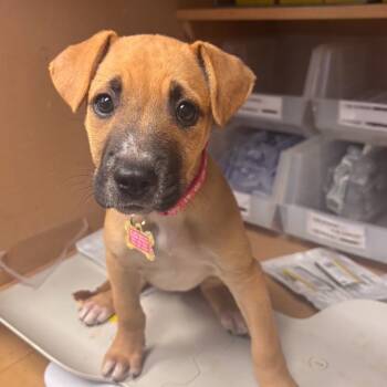 Rescue Cattle Dog and Pit Bull Terrier Dogs for Adoption in Lenexa, Kansas - Denali | PetCurious