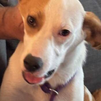 Great Pyrenees and Smooth Fox Terrier Dogs Available for Adoption in Corsicana, Texas - Amber (The Fall Litter) | PetCurious