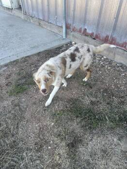 Zuchinni -  Australian Shepherd Dog for Adoption in Aurora, Colorado - Zuchinni | PetCurious