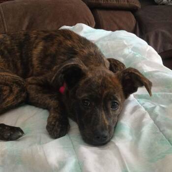 Boxer and Shepherd Dogs Available for Adoption - Lily | PetCurious