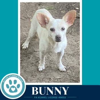 Bunny 091226 -  Chihuahua Dog for Adoption in Kimberton, Pennsylvania - Bunny 091226 | PetCurious