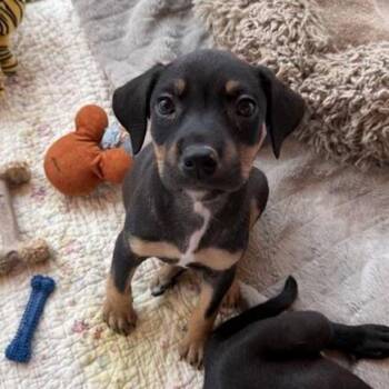 Mixed Breed Dogs Available for Adoption - Butterfly | PetCurious