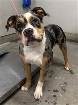 JACKIE -  American Staffordshire Terrier Dog for Adoption in Camarillo, California - JACKIE | PetCurious