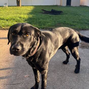 Dino -  Retriever and Rottweiler Dog for Adoption in Bristol, Indiana - Dino | PetCurious