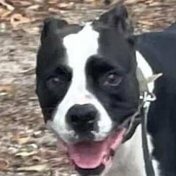 Rescue Pit Bull Terrier and Labrador Retriever Dogs for Adoption in Denison, Texas - Nico | PetCurious