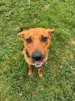 Arlo -  Mountain Cur Dog for Adoption in Augusta, West Virginia - Arlo | PetCurious