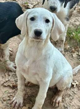 Alivia the pyrenees mix puppy -  Great Pyrenees and Border Collie Dog for Adoption in Muskego, Wisconsin - Alivia The Pyrenees Mix Puppy | PetCurious