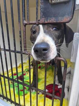 Pewee -  Mixed Breed Dog for Adoption in Mobile, Alabama - Pewee | PetCurious