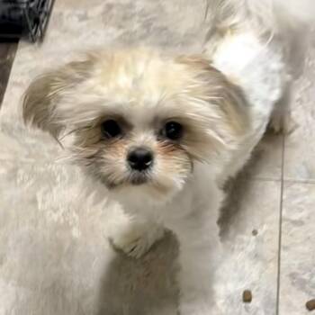 Shih Tzu Dogs Available for Adoption - Buttercup  | PetCurious
