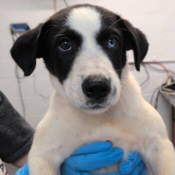 Queenie -  Pointer and Mixed Breed Dog for Adoption in Hattiesburg, Mississippi - Queenie | PetCurious