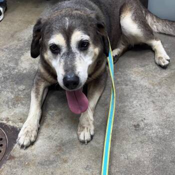 Link -  Labrador Retriever and German Shepherd Dog Dog for Adoption in Madisonville, Kentucky - Link | PetCurious