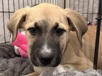 Maverick -  Labrador Retriever and Black Mouth Cur Dog for Adoption in Hartwell, Georgia - Maverick | PetCurious