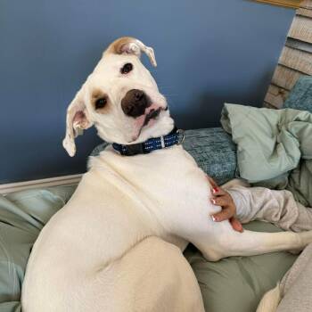 Boxer and Golden Retriever Dogs Available for Adoption - Lumos | PetCurious