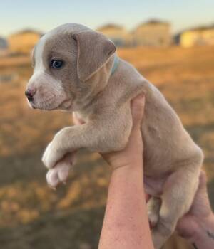 Mixed Breed Dogs Available for Adoption - Dusty | PetCurious