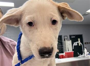 JUSTIN -  Labrador Retriever and Mixed Breed Dog for Adoption in Riverside, California - JUSTIN | PetCurious