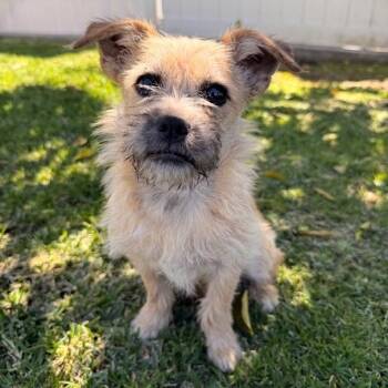 Poodle and Chihuahua Dogs Available for Adoption - Shandy | PetCurious