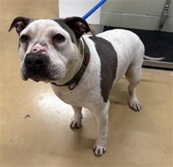 TINY -  American Bulldog and Mixed Breed Dog for Adoption in Minneapolis, Minnesota - TINY | PetCurious