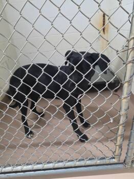 Labrador Retriever Dogs Available for Adoption in Nacogdoches, Texas - Saxophone | PetCurious