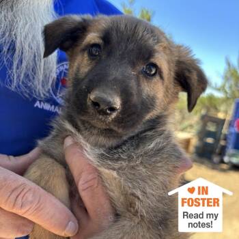 Antigua 54106 -  German Shepherd Dog and Mixed Breed Dog for Adoption in Las Vegas, Nevada - Antigua 54106 | PetCurious
