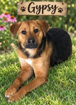 Gypsy -  Hound Dog for Adoption in Darien, Georgia - Gypsy | PetCurious