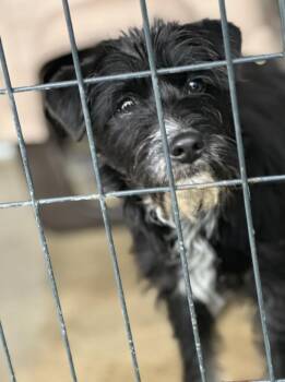 Terrier and Schnauzer Dogs Available for Adoption - Ava | PetCurious