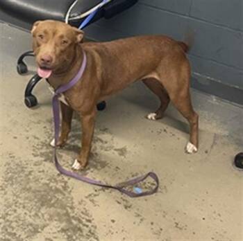 VENUS -  Pit Bull Terrier and Labrador Retriever Dog for Adoption in Tallahassee, Florida - VENUS | PetCurious