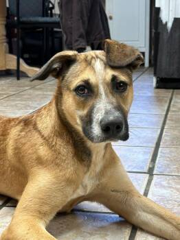 Shepherd Dogs Available for Adoption in Glocester, Rhode Island - Molly | PetCurious