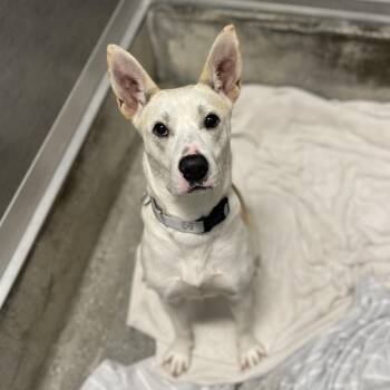 Pocky -  Husky and German Shepherd Dog Dog for Adoption in Los Angeles, California - Pocky | PetCurious