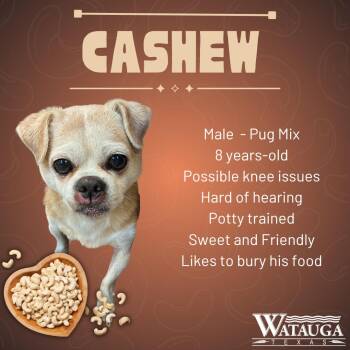 Cashew -  Pug Dog for Adoption in Watauga, Texas - Cashew | PetCurious