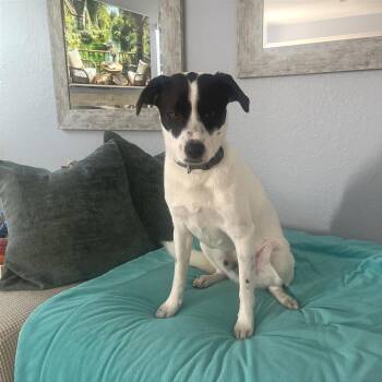 Norman aka Charlie -  Terrier and Collie Dog for Adoption in San Diego, California - Norman Aka Charlie | PetCurious