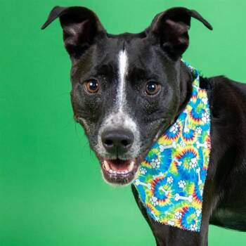 Pit Bull Terrier and Mixed Breed Dogs Available for Adoption in St. Louis, Missouri - CAIDEN | PetCurious