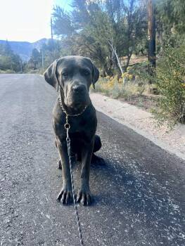 Rescue Mastiff Dogs for Adoption in Whittier, California - Vito | PetCurious