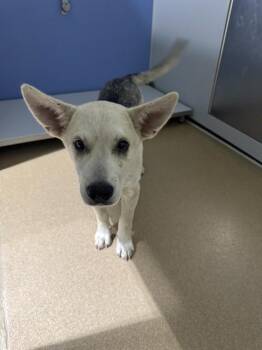 CHUCKLES -  German Shepherd Dog and Mixed Breed Dog for Adoption in St. Peters, Missouri - CHUCKLES | PetCurious