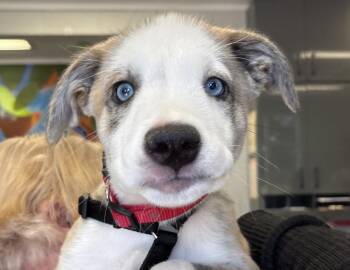 Fred -  Siberian Husky and Pit Bull Terrier Dog for Adoption in Columbus, Indiana - Fred | PetCurious