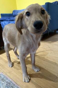 Golden Retriever Dogs Available for Adoption - GINGER | PetCurious