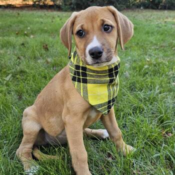 Rescue Hound and Retriever Dogs for Adoption in Bonifay, Florida - Baylee (Coming Soon) | PetCurious