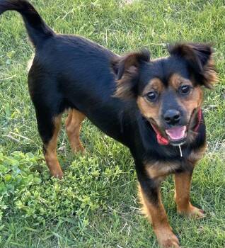 Papillon and Yorkshire Terrier Dogs Available for Adoption in Okolona, Mississippi - Ziggy | PetCurious