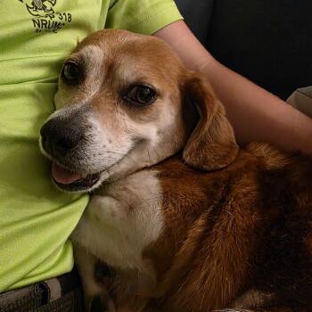 Hound Dogs Available for Adoption in Wake Forest, North Carolina - Galina | PetCurious