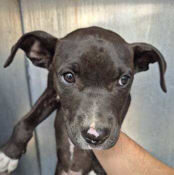 Labrador Retriever Dogs Available for Adoption - GENERAL TSO | PetCurious