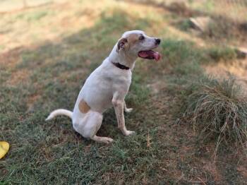 Rip -  Labrador Retriever Dog for Adoption in Gilmer, Texas - Rip | PetCurious