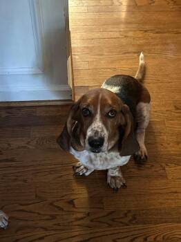 Rescue Basset Hound Dogs for Adoption in Overland Park, Kansas - Daisy Mae - Fostered In Kansas City | PetCurious