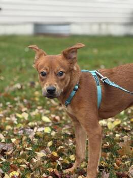 Rescue Hound Dogs for Adoption in Pottstown, Pennsylvania - Casi | PetCurious