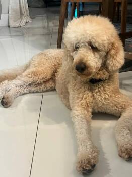 Rhino -  Golden Retriever and Standard Poodle Dog for Adoption in Pompano Beach, Florida - Rhino | PetCurious