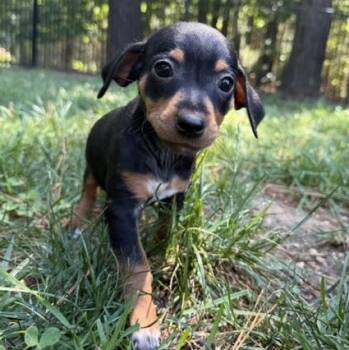 Keeley -  Chihuahua Dog for Adoption in Midlothian, Virginia - Keeley | PetCurious
