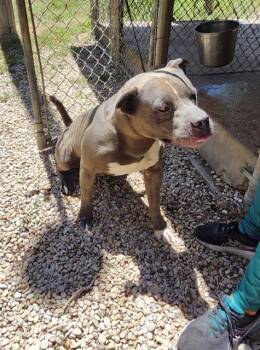 APOLLO -  American Staffordshire Terrier Dog for Adoption in San Antonio, Texas - APOLLO | PetCurious
