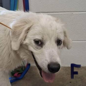 Snoopy -  Great Pyrenees Dog for Adoption in Williston, Vermont - Snoopy | PetCurious