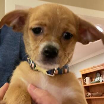 Barney -  Chihuahua Dog for Adoption in Austell, Georgia - Barney | PetCurious