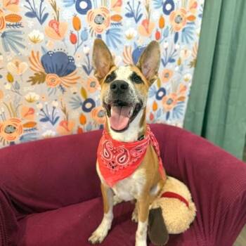 Butter Beans Sprinkles Joy -  Cattle Dog and Carolina Dog Dog for Adoption in Friendswood, Texas - Butter Beans Sprinkles Joy | PetCurious